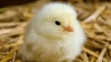 تحديث فوري.. سعر الكتكوت الأبيض يلامس 27 جنيهًا في الأسواق المصرية